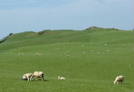 Sheep on Carnbane West