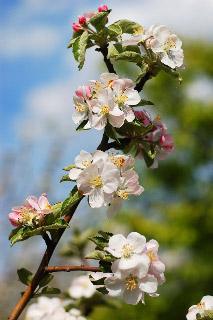 Apple Blossom