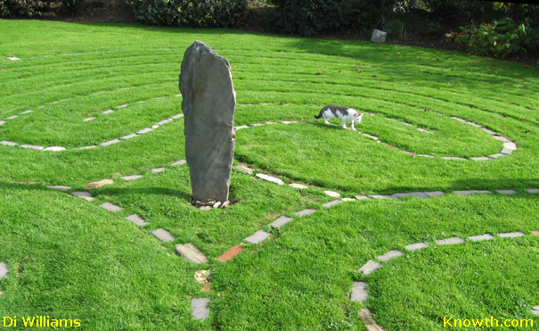 Cat walking the Labyrinth