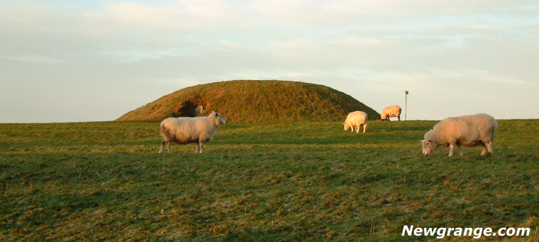 Sheep on the Hill of Tara