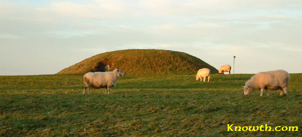 Sheep on Hill of Tara